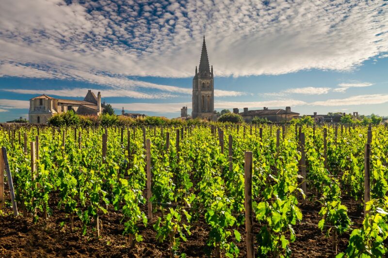 Top Things You Should Know Before Starting a Vineyard